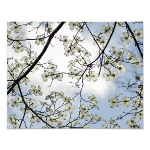 Dogwood Blossoms and Blue Sky Photo Print
