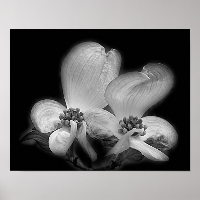 Dogwood Blossoms Black And White High Contrast Poster (Front)