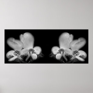 Dogwood Blossoms Black And White Mirror Abstract Poster