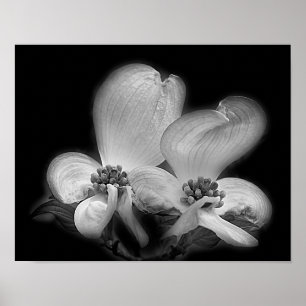 Dogwood Blossoms In Black And White Poster