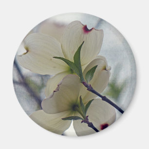 Dogwood Blossoms Magnet
