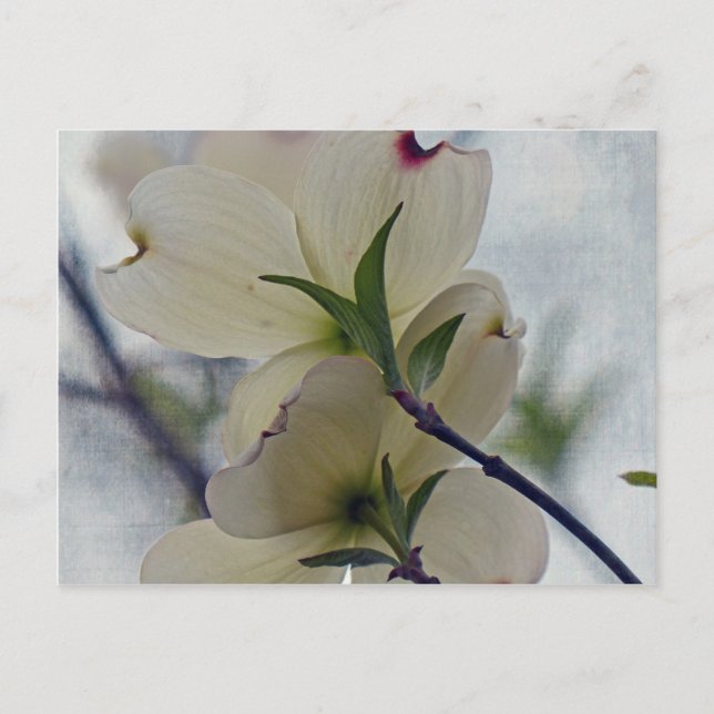 Dogwood Blossoms Postcard (Front)