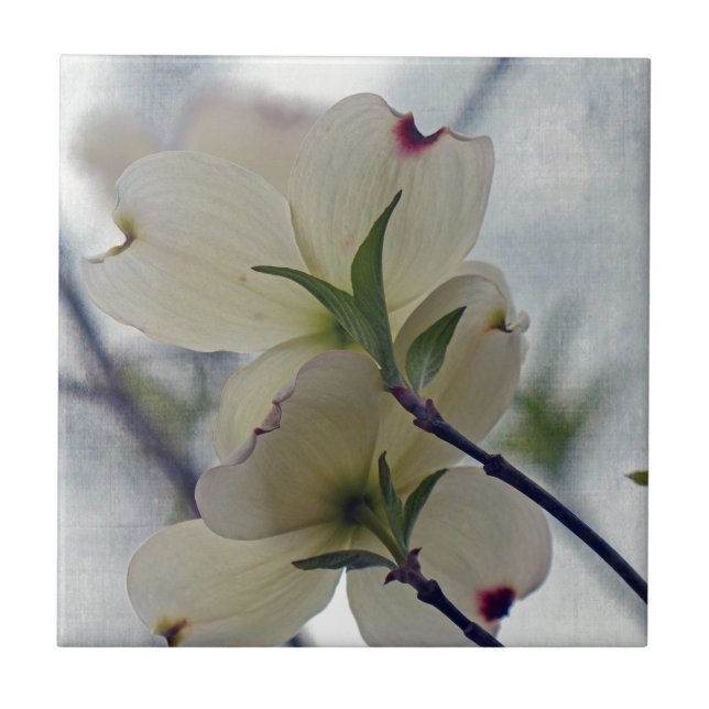 Dogwood Blossoms Tile (Front)