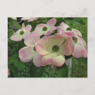 Dogwood Bundle Postcard