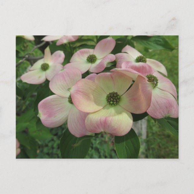 Dogwood Bundle Postcard (Front)