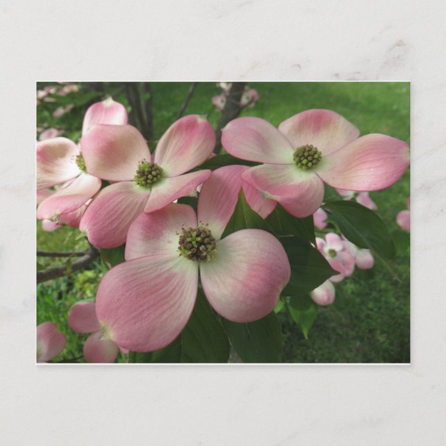 Dogwood Cluster Postcard (Front)
