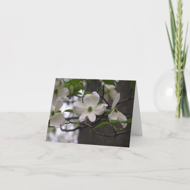 Dogwood (Cornus florida) card (Front)