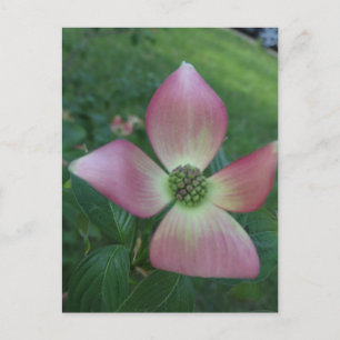 Dogwood Cross Postcard