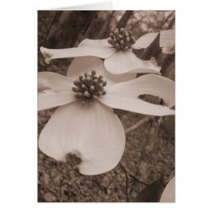 Dogwood Duo
