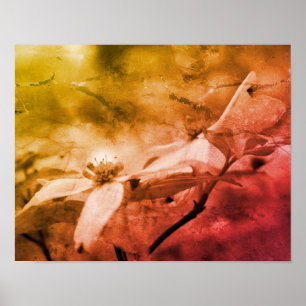 Dogwood Flower Black And White Vintage  Poster