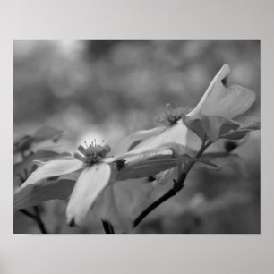 Dogwood Flower Close Up Black White Photo Print