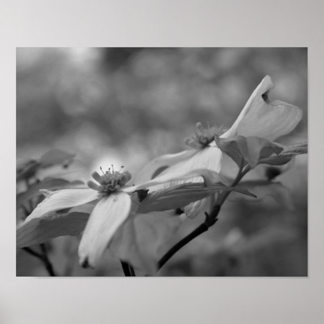 Dogwood Flower In Black And White Poster (Front)