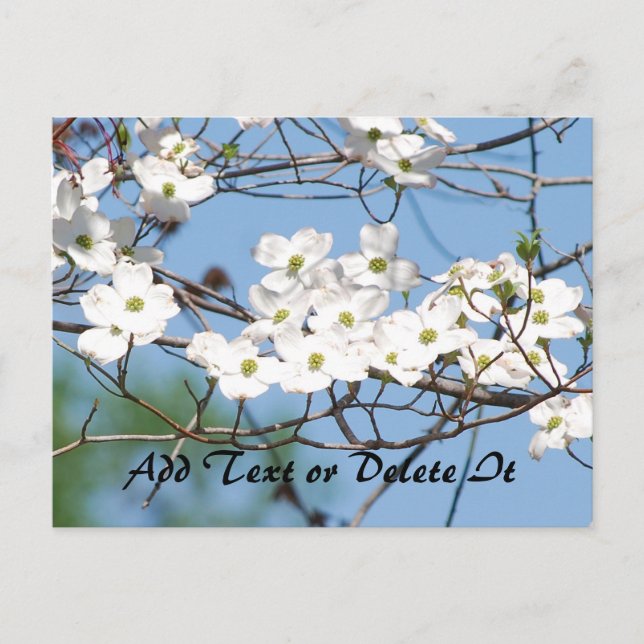 Dogwood Flower postcard (Front)