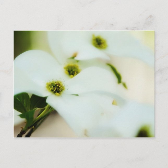 Dogwood Flowers Postcard (Front)