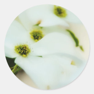 Dogwood Flowers Sticker