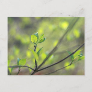 Dogwood leaves emerging in Spring Postcard