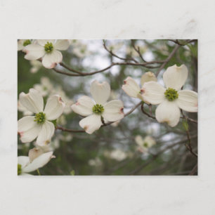 dogwood postcard