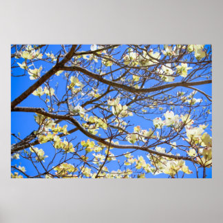 dogwood poster