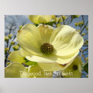 Dogwood Tree Flowers art prints Yellow Dogwoods