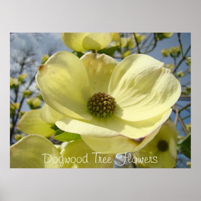 Dogwood Tree Flowers art prints Yellow Dogwoods (Front)
