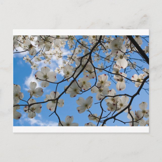 Dogwood Tree Flowers, Ohio Postcard (Front)