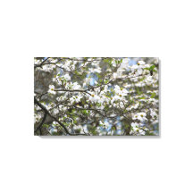 Dogwood Tree White Flower Blossoms