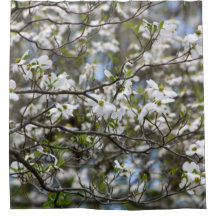 Dogwood Tree White Flower Blossoms