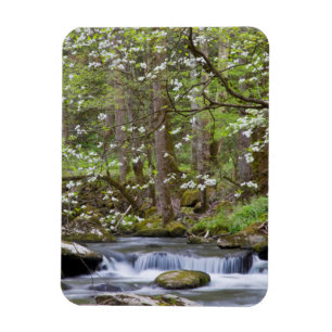 Dogwood Trees Great Smoky Mountain, Tennessee Magnet