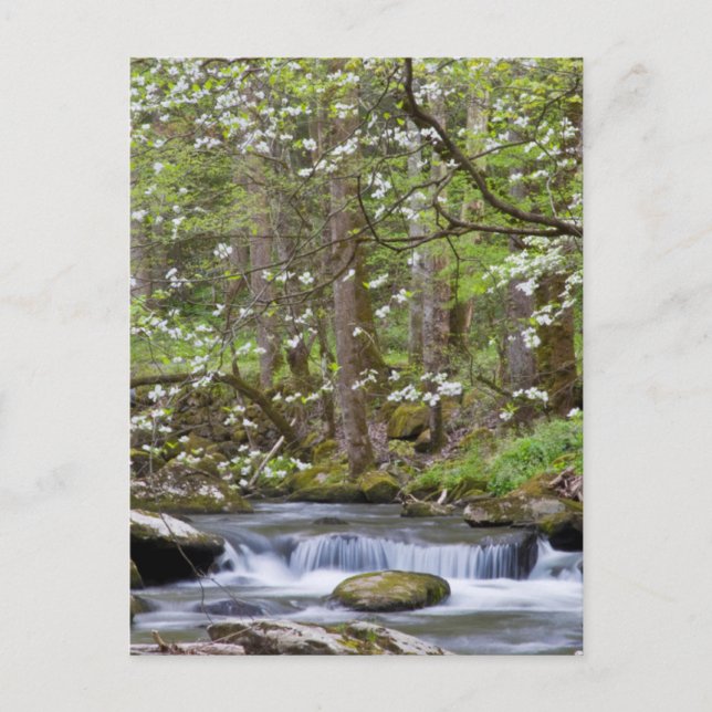 Dogwood Trees | Great Smoky Mountain, Tennessee Postcard (Front)