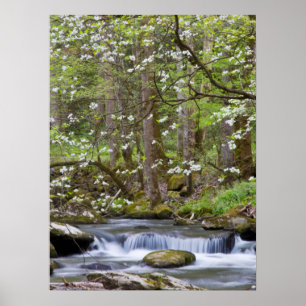 Dogwood Trees Great Smoky Mountain, Tennessee Poster