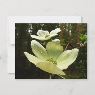 Dogwoods and Redwoods in Yosemite National Park
