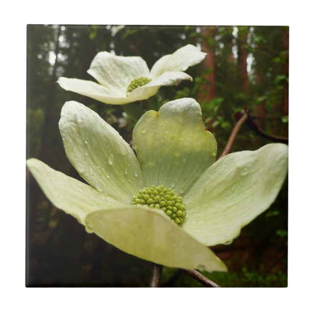 Dogwoods and Redwoods in Yosemite National Park Ceramic Tile (Front)