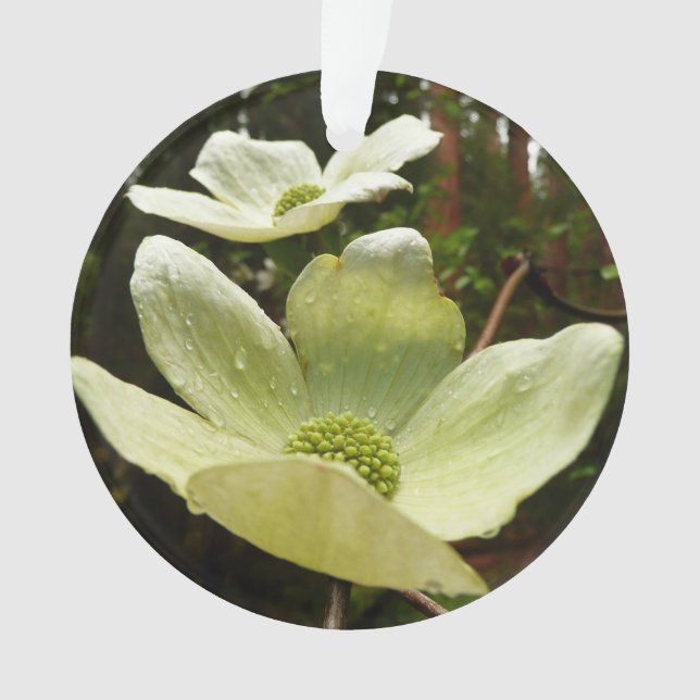 Dogwoods and Redwoods in Yosemite National Park Ornament (Front)