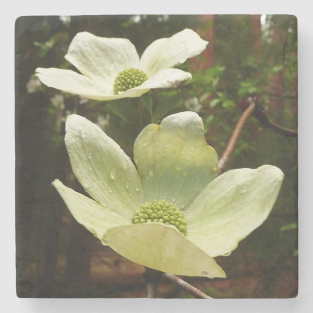 Dogwoods and Redwoods in Yosemite National Park Stone Coaster (Front)