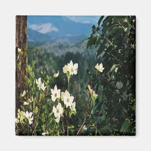 Dogwood's Blooming.... Magnet