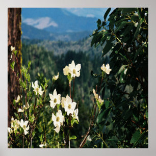 Dogwood's Blooming...... Poster