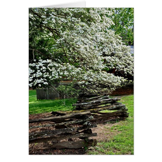 Dogwoods in Tennessee Card