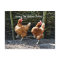Doing the Hokey Pokey, The Hokey Pokey Chickens