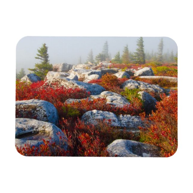 Dolly Sods Wilderness Fall Scenic With Fog Magnet (Horizontal)