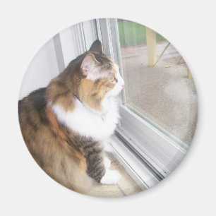 Dolly the Cat Looking out Window Magnet