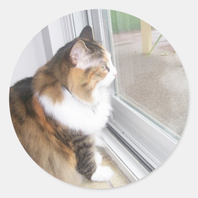 Dolly the Cat Looking out Window Stickers (Front)