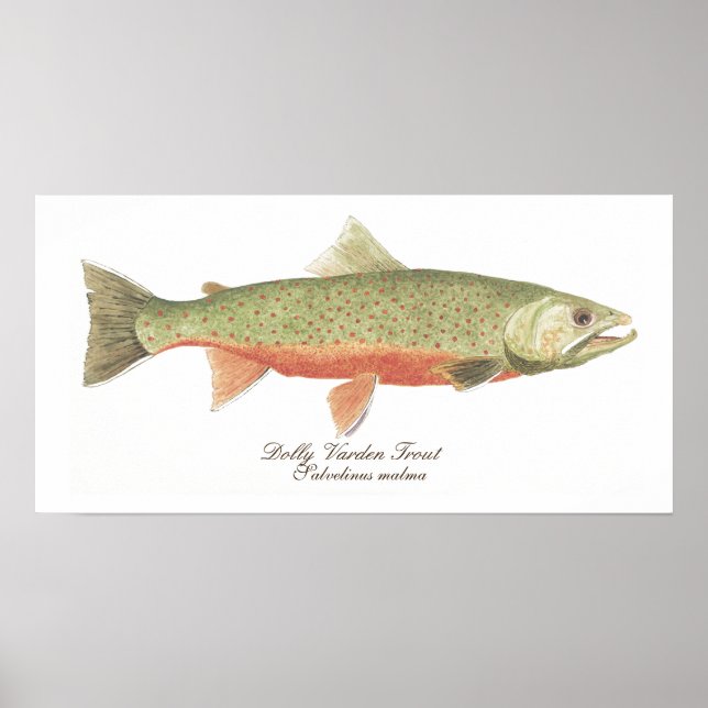 Dolly Varden Trout Art Poster (Front)