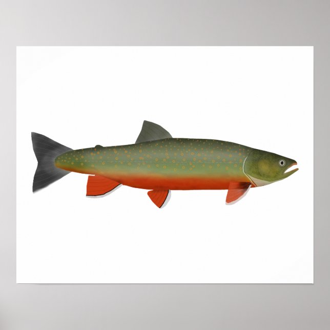 Dolly Varden Trout Poster (Front)