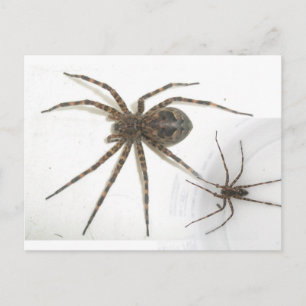 Dolomedes Male & Female Spiders Postcard