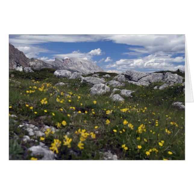 Dolomite wildflowers (Front Horizontal)