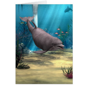 Dolphin