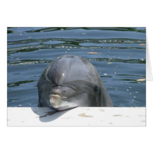 Dolphin