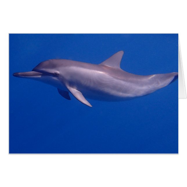 dolphin (Front Horizontal)