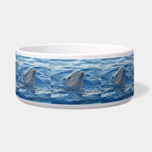 Dolphin20151021