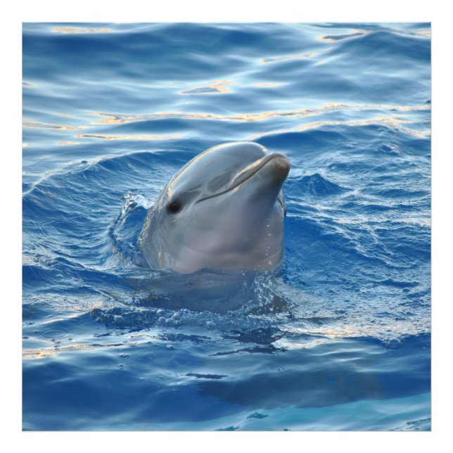 Dolphin20151021 Photo Print (Front)